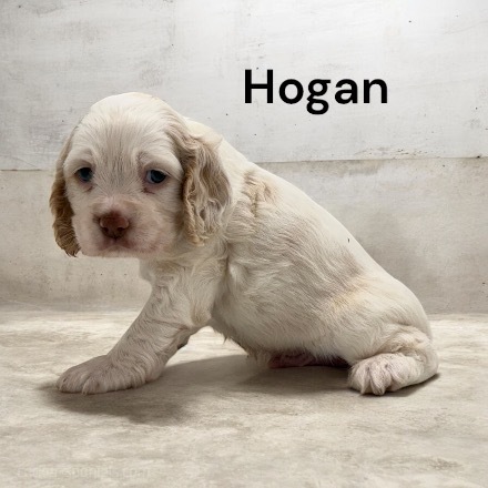 puppy, for, sale, Cocker Spaniel, Joe & Cherri  Overlease, dog, breeder, Miller, MO, dog-breeder, puppy-for-sale, forsale, nearby, find, puppyfind, locator, puppylocator, aca